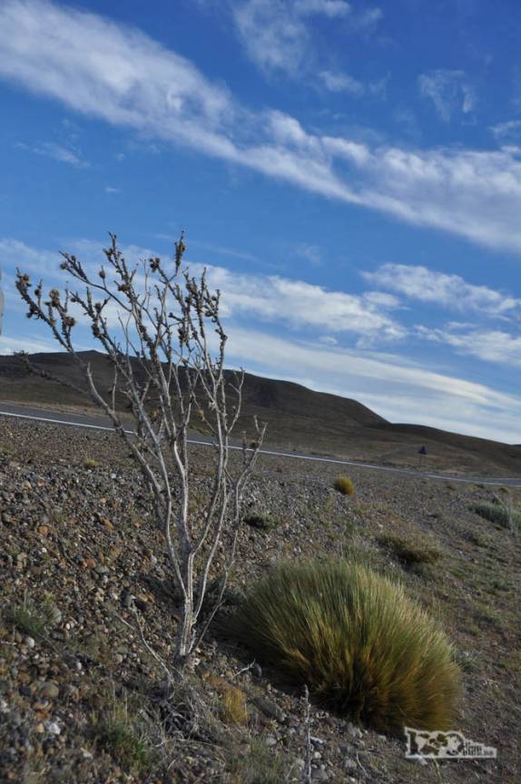 Vegetação típica do deserto da patagônia, chegando à Cueva de Las Manos, na ruta 40, na Argentina
